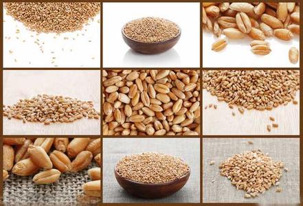 小麦胚芽的功效与作用 小麦的功效与作用
