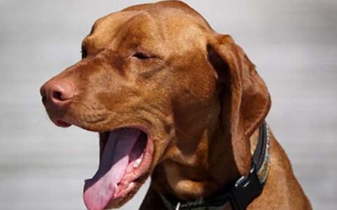 宠物狗咳嗽怎么办 引起宠物狗咳嗽的4种疾病