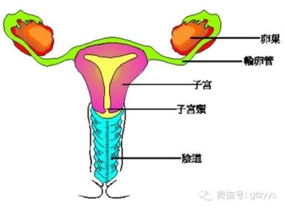 夏季减肥最有效方法 夏季三个方法有效 保暖子宫