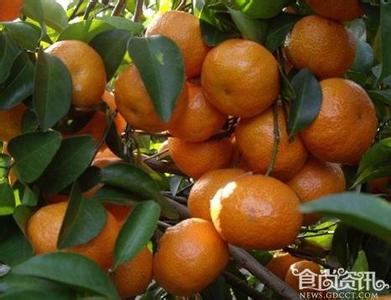 砂糖橘如何用药 如何挑选最甜的砂糖橘