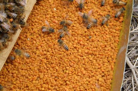 蜂花粉的吃法 蜂花粉应该怎样吃
