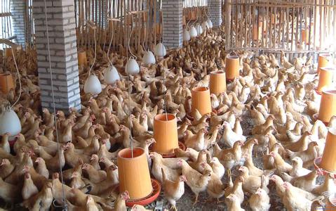 绿壳蛋鸡产业发展措施 冬季使蛋鸡多产蛋的措施