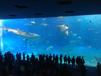 世界最大的水族馆视频 世界最大的水族馆