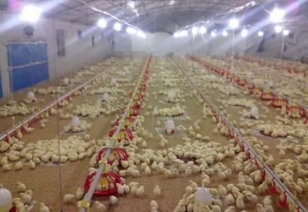 吊兰冬季养殖注意事项 冬季养殖肉鸡 控制温度应注意