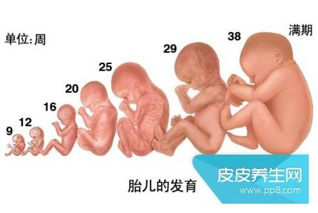 如何判断胎儿发育正常 胎儿发育情况的判断