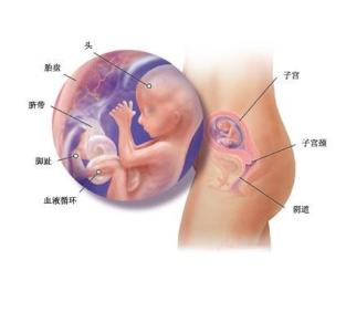 孕12周胎儿大小 为什么胎儿会这么小呢