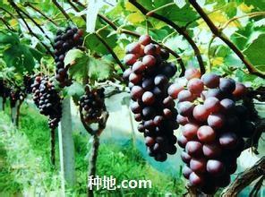 盆栽葡萄种植方法 葡萄怎么种植_葡萄的种植方法