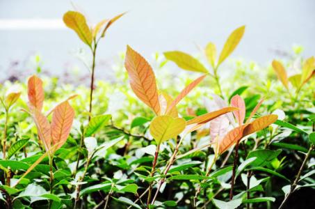 《每一棵草都会开花》 每一棵草都会开花阅读答案