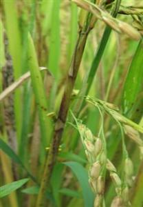 水稻秸秆综合利用 水稻菌核秆腐病的症状与防治