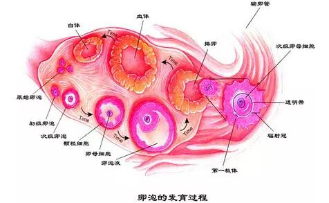 大龄备孕提高卵子质量 备孕期怎么提高卵子的质量