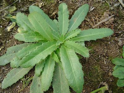 春天有哪些野菜可以吃 春天有哪些可以食用的野菜