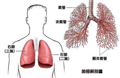 肺癌如何形成 肺癌是如何形成的 肺癌有什么表现