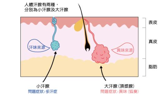 狐臭形成原因 狐臭是怎样形成的_狐臭的形成原因