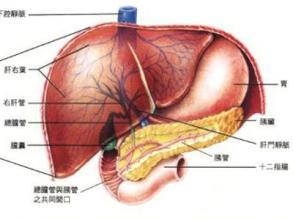 肝脏排毒方法 肝脏排毒方法有哪些 如何保护肝脏