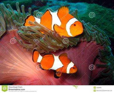 小丑鱼 小丑鱼为什么叫小丑鱼 小丑鱼叫小丑鱼的理由(2)