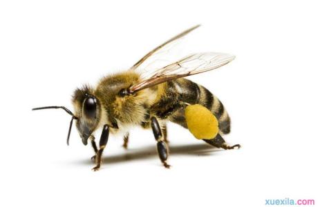 怎么养好蜜蜂 蜜蜂的生活习性