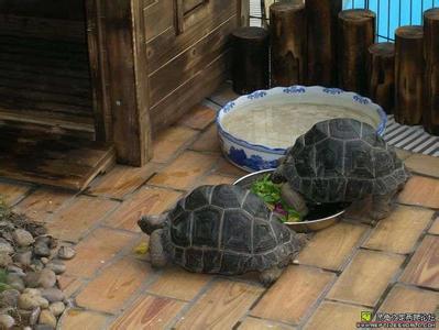 陆龟饲养环境 怎么养陆龟 陆龟的饲养环境