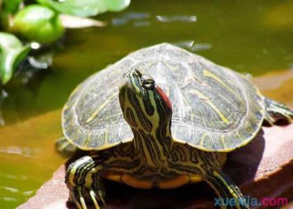 巴西红耳龟怎么养 红耳龟怎么养 红耳龟的特征
