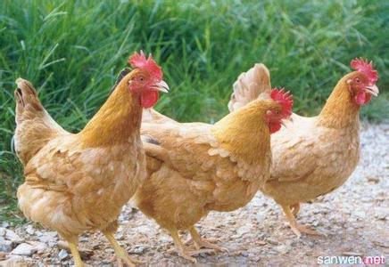三黄鸡饲养管理 三黄鸡怎么养 三黄鸡的饲养方法