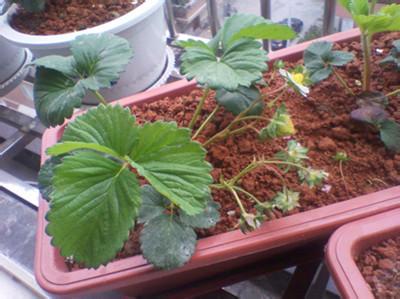草莓在家怎么种植盆栽 自己在家要怎么种草莓