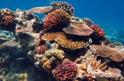 珊瑚礁能形成岛屿吗 珊瑚礁是怎样形成的