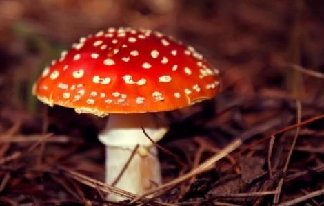蘑菇形成的原因 蘑菇是怎么形成的