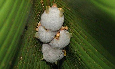 热带雨林 奇特 植物 热带雨林中最奇特的生物有哪些