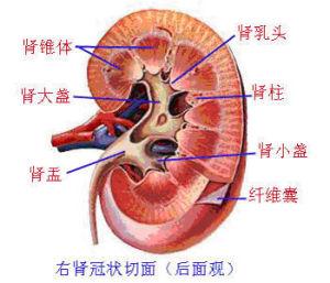 肾错构瘤是怎么引起的 肾错构瘤形成的原因