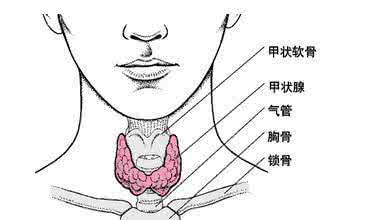 女性甲亢的症状有哪些 甲亢是怎么形成的