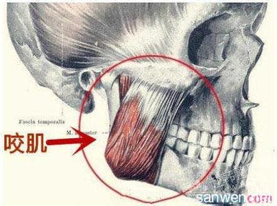 怎么让咬肌自然萎缩 咬肌是怎么形成的