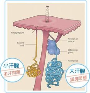 后天腋臭怎么形成的 狐臭如何形成的