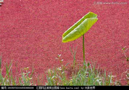 红浮萍图片 红浮萍是怎么形成的