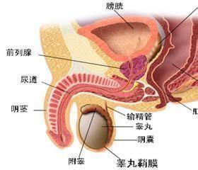 精囊炎影响生育吗? 精囊炎怎样形成的