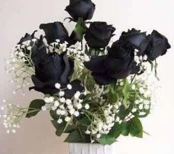 黑玫瑰英文怎么写 黑玫瑰怎么种植_黑玫瑰的种植技术