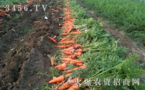 胡萝卜种植技术 胡萝卜怎么种_胡萝卜的种植技术