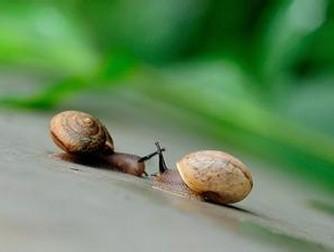 蜗牛为什么有粘液 为什么蜗牛行走时后面会有粘液