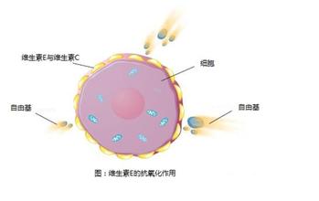 维生素e的作用涂脸上 维生素e的作用