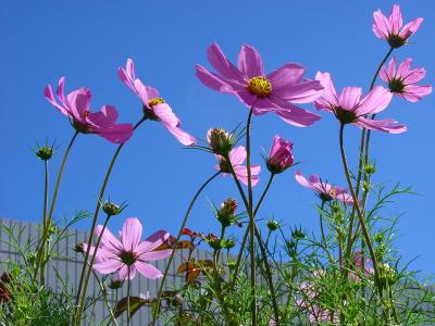 格桑花开花时间 格桑花什么时候开_格桑花什么时候开花