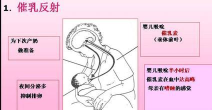 母乳的形成过程图解 母乳是怎么样形成的