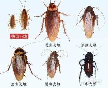 屋里是怎么产生蟑螂的 蟑螂是怎么形成的