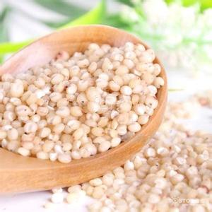 白高粱米的功效与作用 高粱米的功效与作用及食用方法