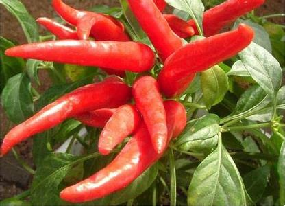 足三里的作用与好处6 吃辣椒的好处_吃辣椒的6大作用