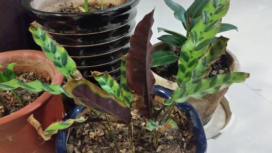 孔雀竹芋的养殖方法 孔雀花怎么养 孔雀花的繁殖方法