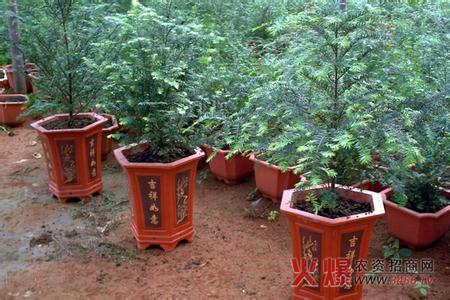 红豆杉怎么养殖 红豆杉的生长习性