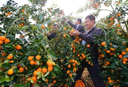 橘子的种植方法 橘子怎么种_橘子的种植方法