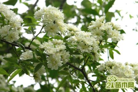 盆栽木香花的养殖方法 木香怎么养 木香的养殖方法