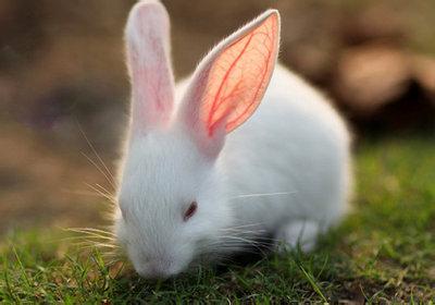 冬天坐月子注意事项 冬天怎么养小白兔 养小白兔的注意事项