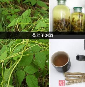 菟丝子泡酒配方 菟丝子泡酒配方 菟丝子如何泡酒喝