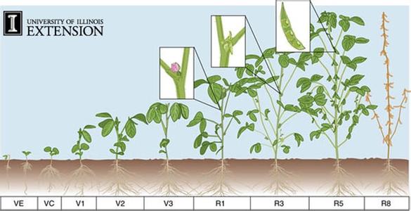 转基因大豆能发芽吗 大豆不发芽不等于转基因的原因