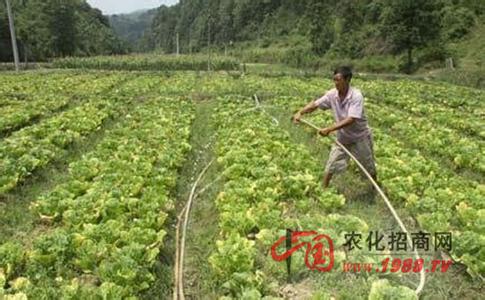 大白菜夏季管理技术 大白菜追肥管理要点